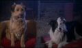 dr dolittle 3-avi_835.jpg